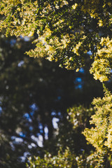 native Australian wattle tree about to bloom