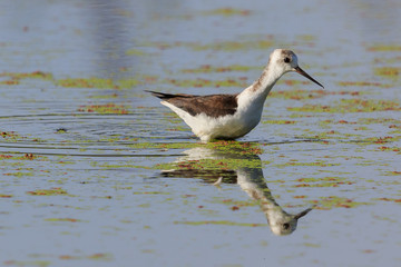 Pied Stilt in Australasia
