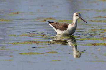 Pied Stilt in Australasia