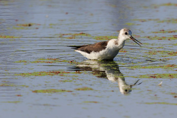 Pied Stilt in Australasia