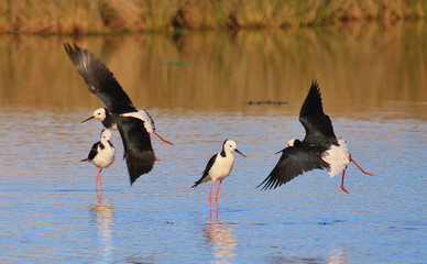 Fototapeta premium Pied Stilt in Australasia