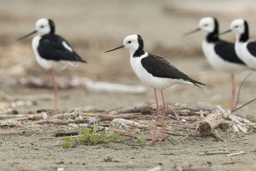Pied Stilt in Australasia