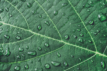 水滴のついた葉っぱ