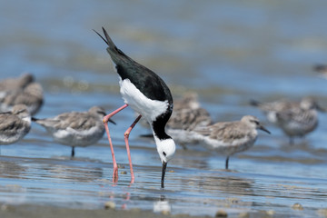 Pied Stilt in Australasia
