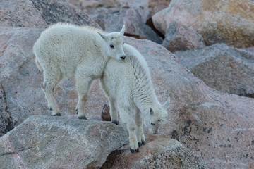 Wild Mountain Goats of the Colorado Rocky Mountains