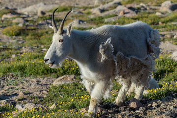 Wild Mountain Goats of the Colorado Rocky Mountains
