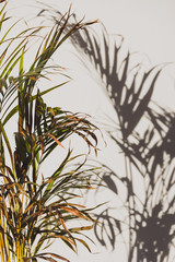 palm tree leaves in indoor seting with shadow on the wall