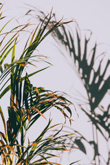 palm tree leaves in indoor seting with shadow on the wall