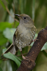 Stitchbird Endemic Honeyeater of New Zealand