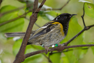 Stitchbird Endemic Honeyeater of New Zealand
