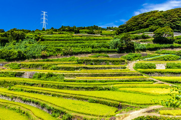 浜野浦の棚田