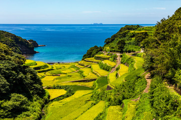 浜野浦の棚田