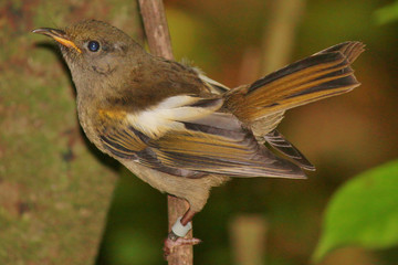 Stitchbird Endemic Honeyeater of New Zealand