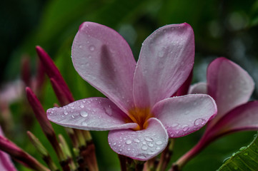 Fototapeta premium flower