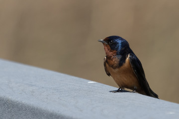 Barn Swallow in Pennsylvania