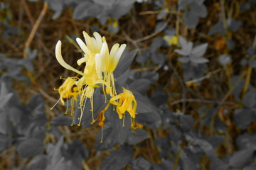 Amarillo