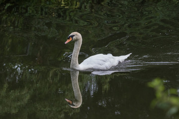 Mute Swan