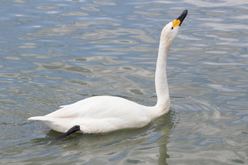Whooper Swan