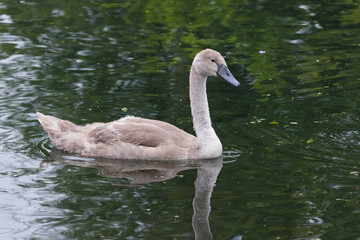 Mute Swan