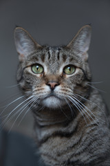 Portrait of a cat  - 284762429