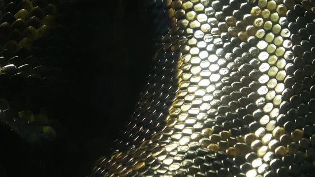 Closeup shot of the living Burmese python skin, beautiful texture, 4K