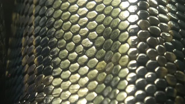ビルマニシキヘビのアップ 4K/ Closeup of Burmese python skin