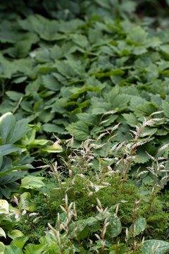 Vertical image of dwarf goatsbeard (Aruncus aethusifolius), a shade-loving perennial, in flower in a garden setting, with copy space