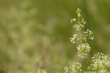 Horizontal closeup of the airy white flowers of hedge bedstraw (Galium mollugo) in a meadow setting, with copy space