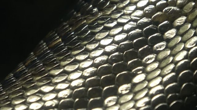 Closeup shot of the living Burmese python skin, beautiful texture, 4K