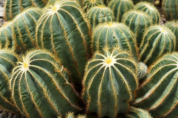 Naklejka na ściany i meble Horizontal image of ball cactus (Parodia magnifica or Notocactus magnificus)