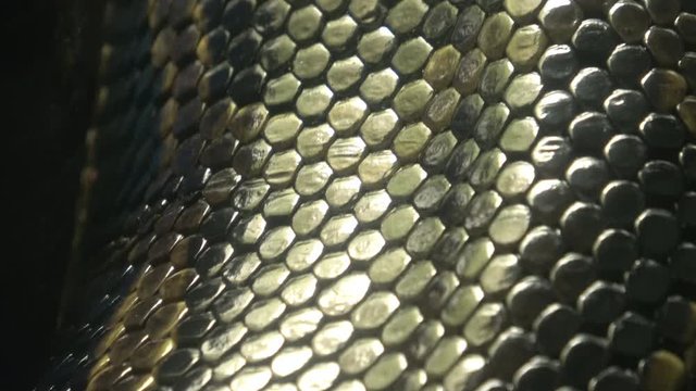 Closeup shot of the living Burmese python skin, beautiful texture, 4K