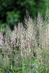 Vertical image of the flower plumes of the perennial ornamental grass known as frost grass or Siberian graybeard (Spodiopogon sibiricus)