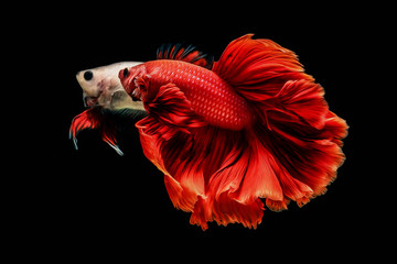 oil paint the motion of siames figthing fish..betta splenden fish.