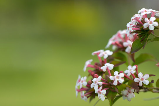 Horizontal closeup of the flowers of Abelia mosanensis, a deciduous shrubs with fragant blooms in late spring