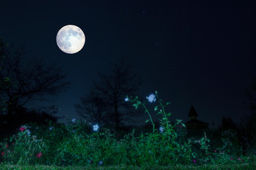 Obraz na płótnie Canvas お月さまが公園のバラを照らす