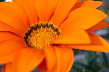 naranja, belleza, gerbera, polen, petalo, hermosa