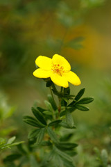 Potentilla - Isolated Yellow flower with a bee