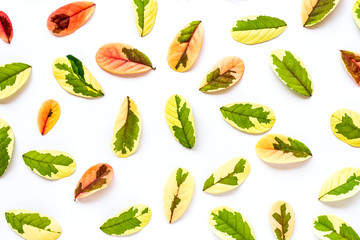 leaf isolated on white.