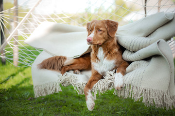 the dog is resting in a hammock. Nova Scotia Retriever on nature in the summer. Happy pet on...
