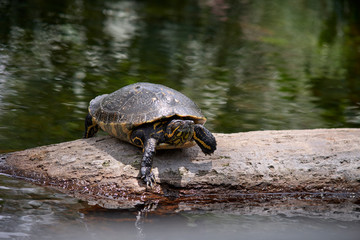 Turtle resting on a stone