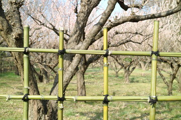 Fototapeta premium 梅園を囲む竹垣