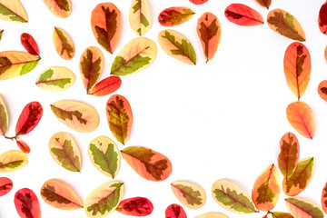 frame made of  red leaf isolated on white