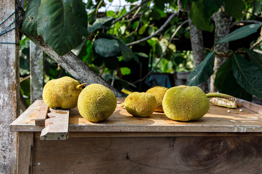 The Exotic and Unique Tarap Fruit of Borneo
