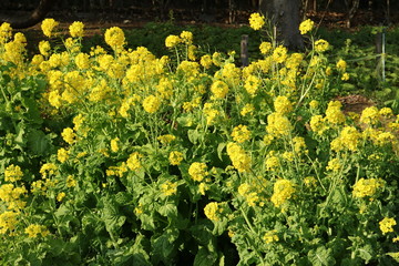 菜の花
