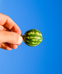 A small watermelon in the hand against the blue sky.