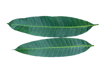 Obraz premium Two mango green leaves isolated on white background with clipping path.