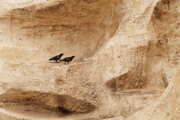 birds