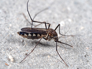 Macro Photo of Mosquito on The Floor, Selective Focus