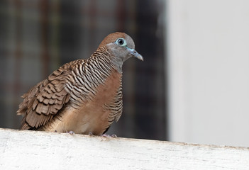 Close up Zebra Dove Perched on The Balcony