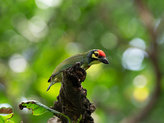 Close up Coppersmith Barbet Bird Perched on Branch Isolated on Background